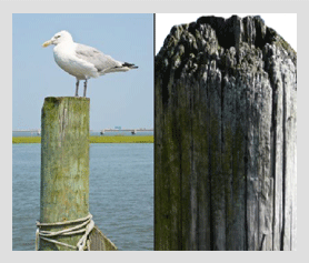 Two photographs side by side: a gull standing on the bare top of a timber pile in an estuary, and a close-up of a grey weathered pile crown split by deep vertical checks.